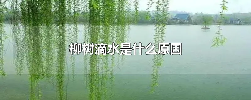 柳树滴水是什么原因