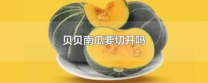 贝贝南瓜要切开吗