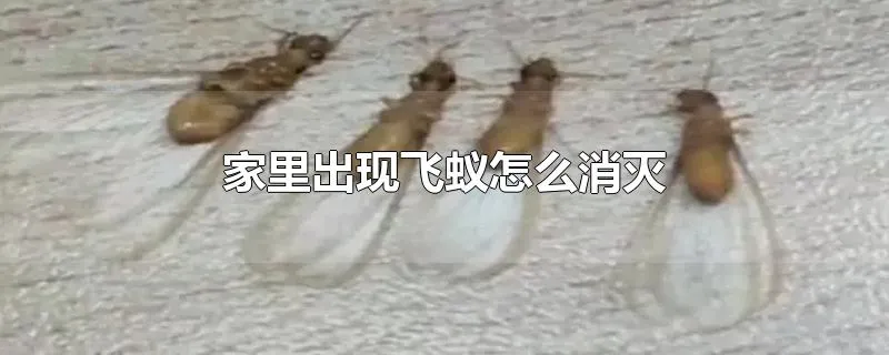 家里出现飞蚁怎么消灭