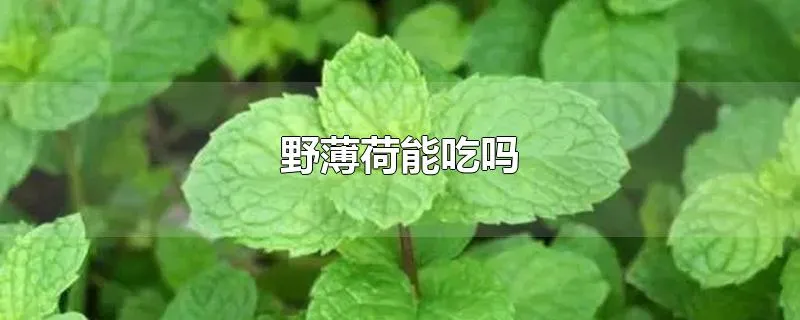 野薄荷能吃吗