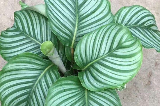 青苹果植物如何浇水