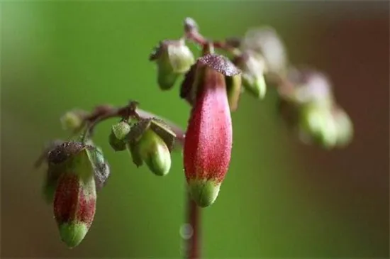 宫灯长寿花几月可以扦插，5月～6月扦插最佳