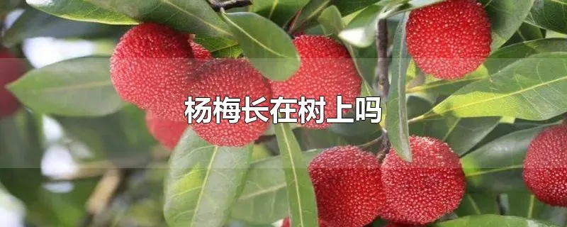 杨梅长在树上吗