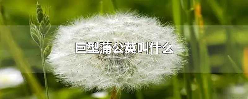 巨型蒲公英叫什么