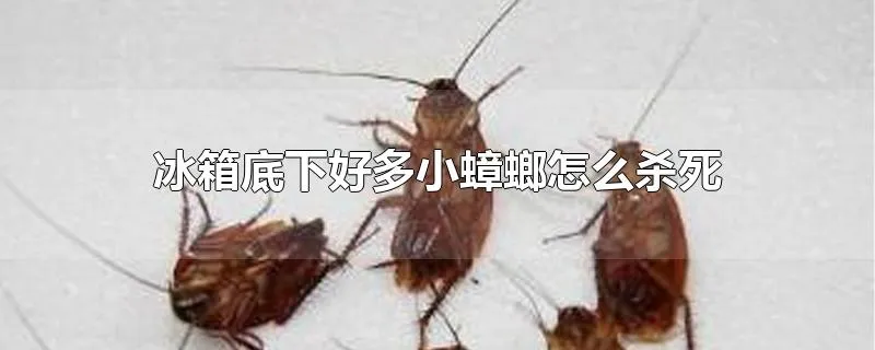 冰箱底下好多小蟑螂怎么杀死