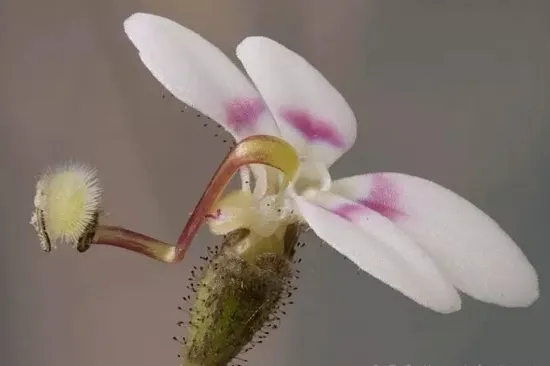 花柱草