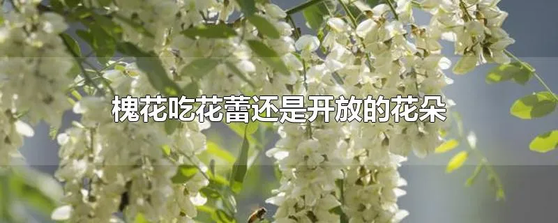 槐花吃花蕾还是开放的花朵