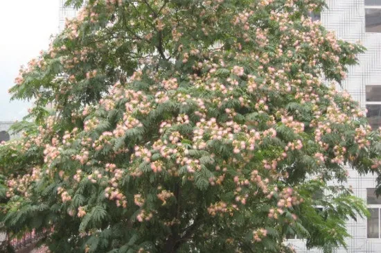 榕花树的寓意