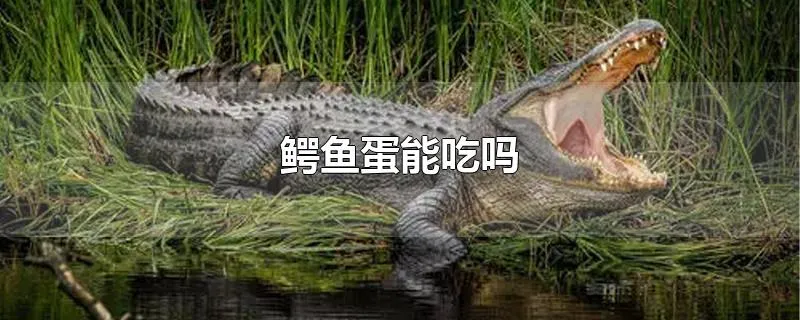 鳄鱼蛋能吃吗