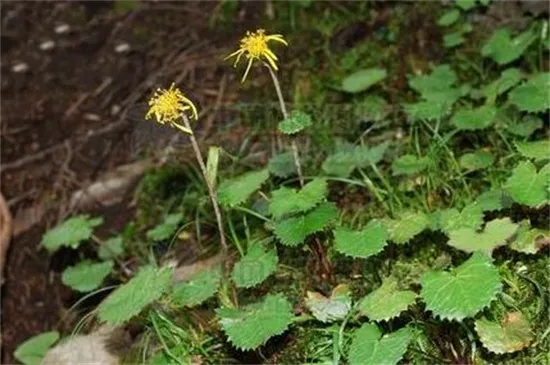 格桑花图片介绍，盘点十种格桑花