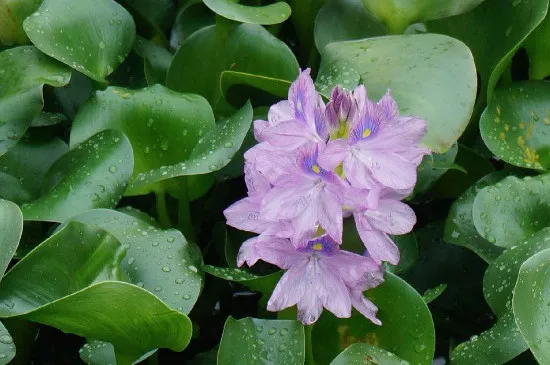 水葫芦可以做饲料吗