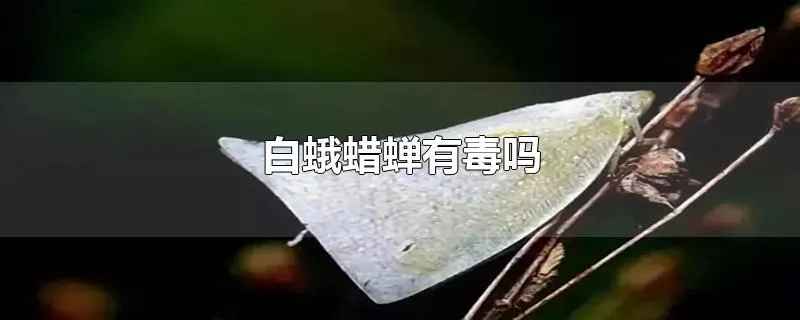 白蛾蜡蝉有毒吗