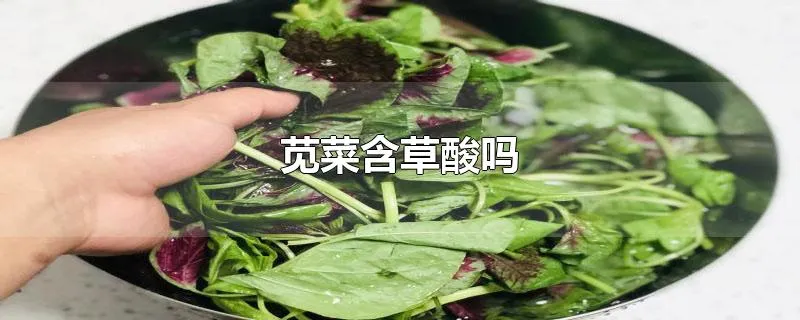 苋菜含草酸吗