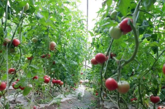 西红柿怎么种植