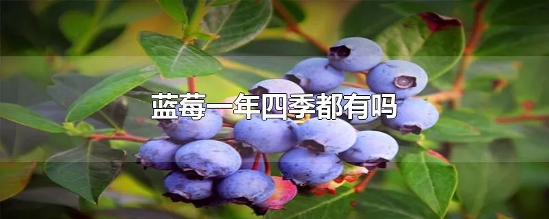 蓝莓一年四季都有吗