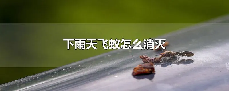 下雨天飞蚁怎么消灭