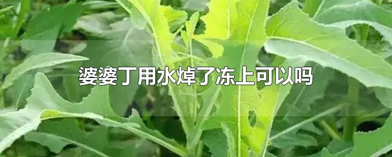 婆婆丁用水焯了冻上可以吗