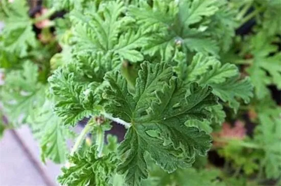 驱蚊草的病虫害防治，黄化病加强管理洒药防治