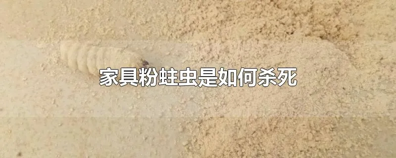 家具粉蛀虫是如何杀死