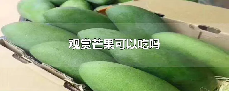 观赏芒果可以吃吗