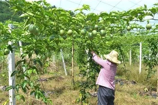 百香果怎样剪枝才高产