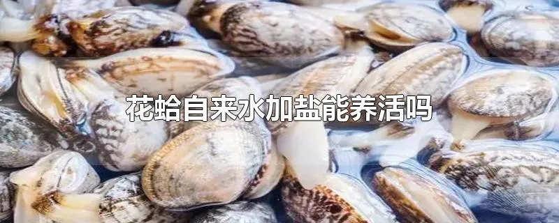 花蛤自来水加盐能养活吗