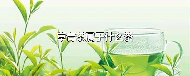 草青茶属于什么茶