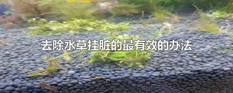 去除水草挂脏的最有效的办法