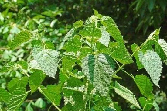 地里长的100种野菜名字