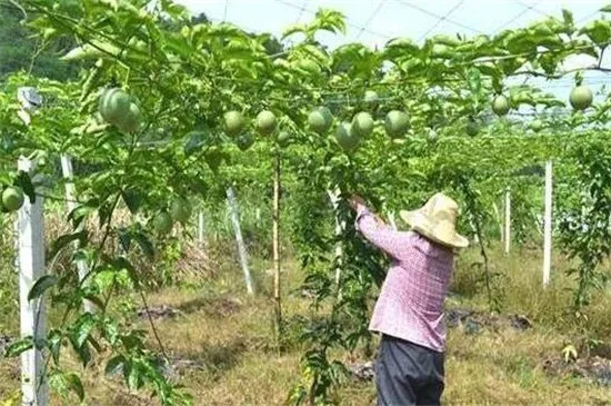 百香果怎样剪枝才高产，4个时期的不同修剪技巧