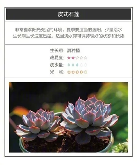 26种超好养的多肉植物（内附养殖方法）