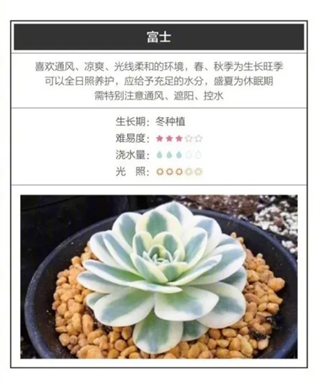 26种超好养的多肉植物（内附养殖方法）