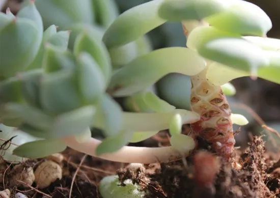 如何预防多肉植物的黑腐病：资深花友的经验分享