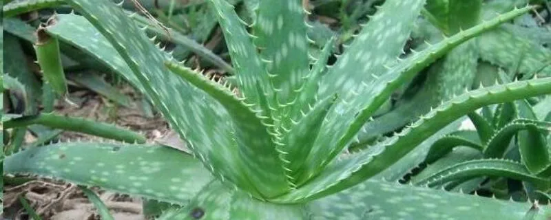 吸甲醛最好的植物排名