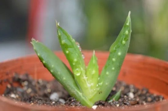 没根的小芦荟能水培吗，不能水培植株会腐烂