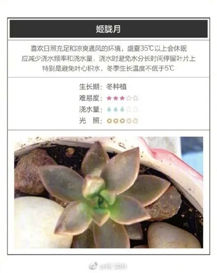 26种超好养的多肉植物（内附养殖方法）