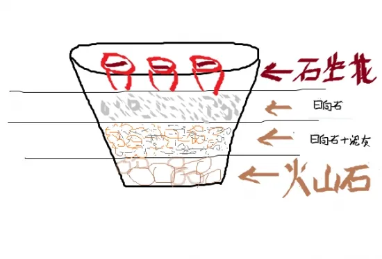 生石花用什么土