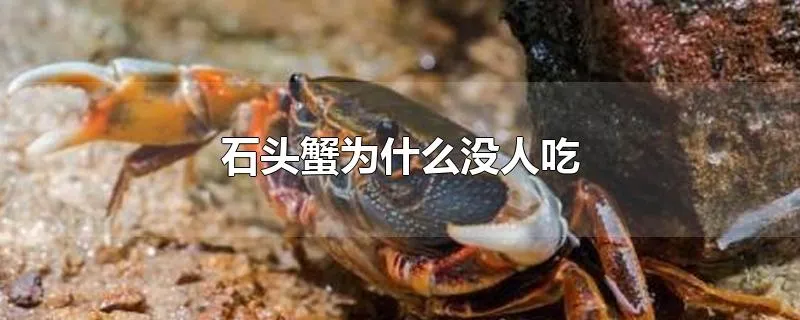 石头蟹为什么没人吃