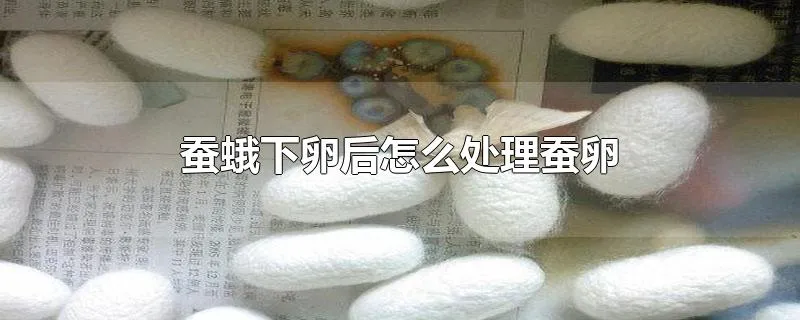 蚕蛾下卵后怎么处理蚕卵