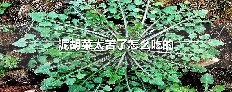 泥胡菜太苦了怎么吃的