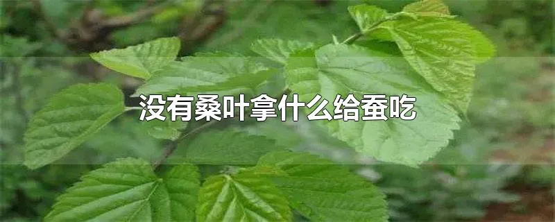 没有桑叶拿什么给蚕吃