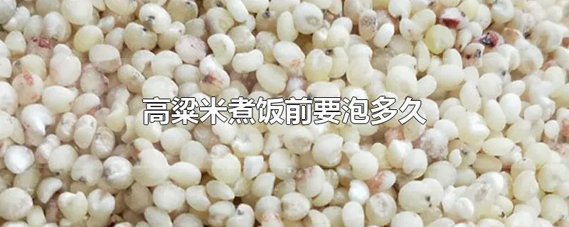 高粱米煮饭前要泡多久