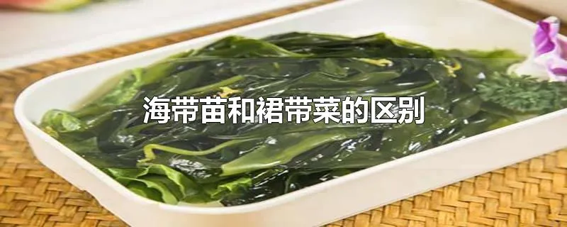 海带苗和裙带菜的区别