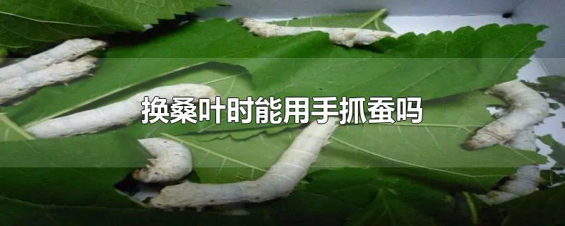 换桑叶时能用手抓蚕吗