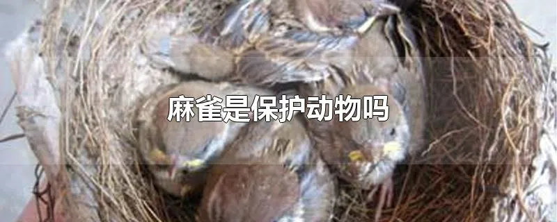 麻雀是保护动物吗