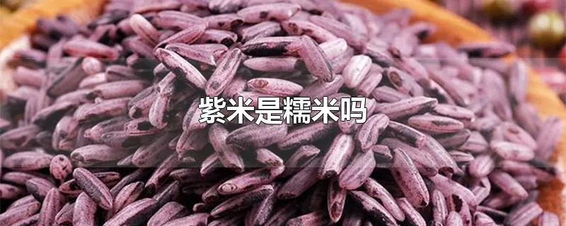 紫米是糯米吗
