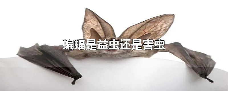 蝙蝠是益虫还是害虫