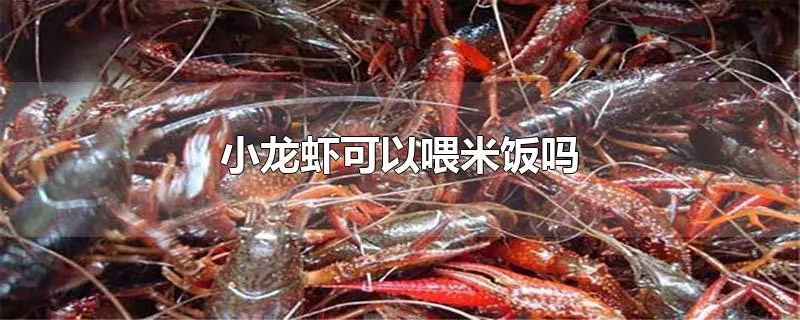 小龙虾可以喂米饭吗