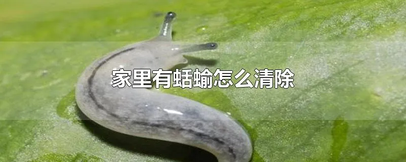 家里有蛞蝓怎么清除