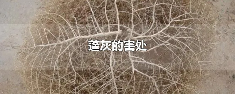 蓬灰的害处